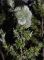Cliffortia sp.
